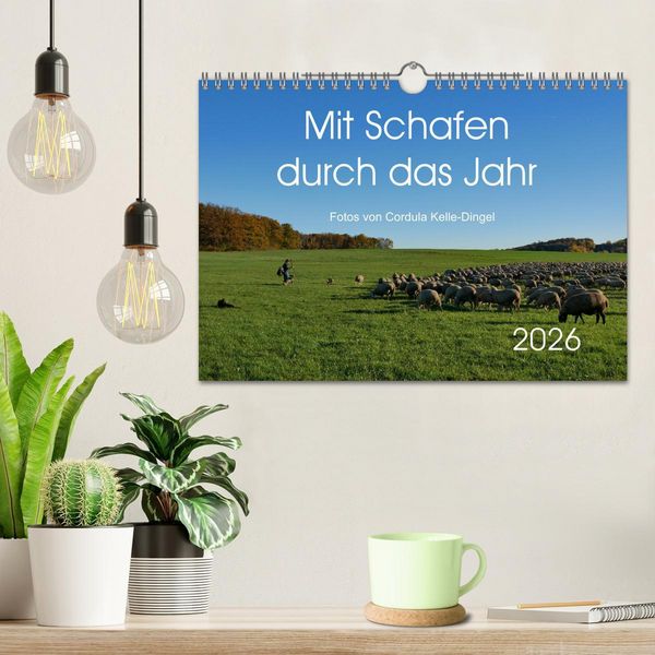 Produktbild: Mit Schafen durch das Jahr (Wandkalender 2026 DIN A4 quer), CALVENDO Monatskalender
