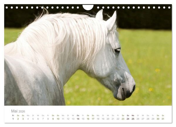Produktbild: Faszination und Vielfalt - Schwarzw&auml;lder Kaltblut (Wandkalender 2026 DIN A4 quer), CALVENDO Monatskalender