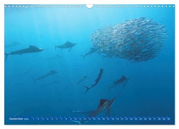 Produktbild: Tauchen: Wunderbares tiefblaues Meer (Wandkalender 2026 DIN A3 quer), CALVENDO Monatskalender