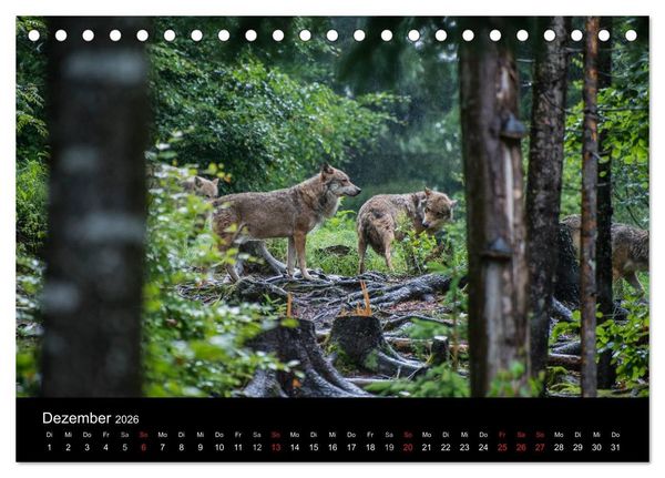 Produktbild: Bayerischer Wald (Tischkalender 2026 DIN A5 quer), CALVENDO Monatskalender