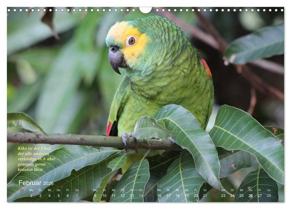 Produktbild: Blaustirnamazonen - Papageien in Paraguay (Wandkalender 2026 DIN A3 quer), CALVENDO Monatskalender