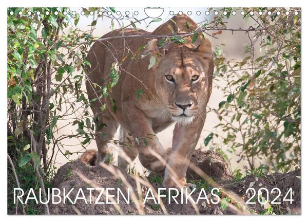 Raubkatzen Afrikas (Wandkalender 2024 DIN A4 quer), CALVENDO Monatskalender
