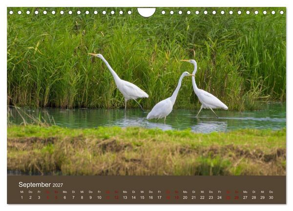 Produktbild: Reiher in der Elbmarsch (Wandkalender 2027 DIN A4 quer), CALVENDO Monatskalender