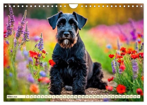 Produktbild: Schnauzer - vielseitige Allrounder (Wandkalender 2026 DIN A4 quer), CALVENDO Monatskalender