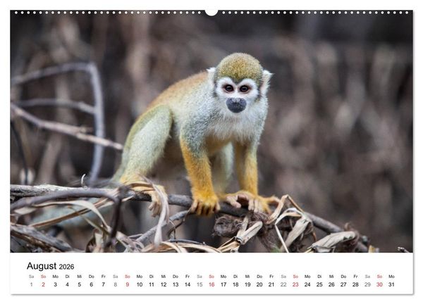 Produktbild: Mythos Amazonas - Naturparadies Brasiliens (Wandkalender 2026 DIN A2 quer), CALVENDO Monatskalender