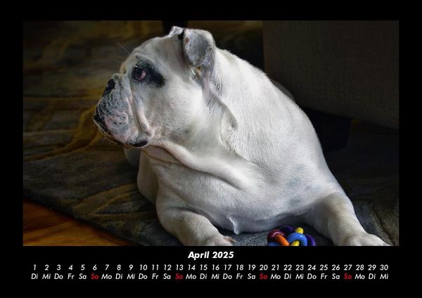 Produktbild: Hunde 2025 Fotokalender DIN A3