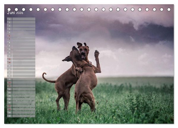 Produktbild: Rhodesian Ridgeback - Herzen auf vier Pfoten (Tischkalender 2026 DIN A5 quer), CALVENDO Monatskalender