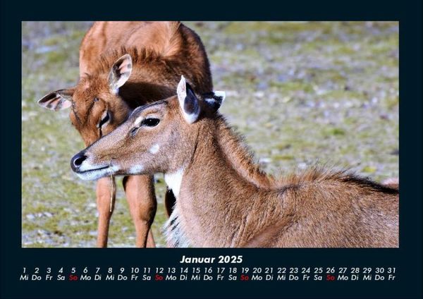 Produktbild: Der Tierkalender 2025 Fotokalender DIN A4