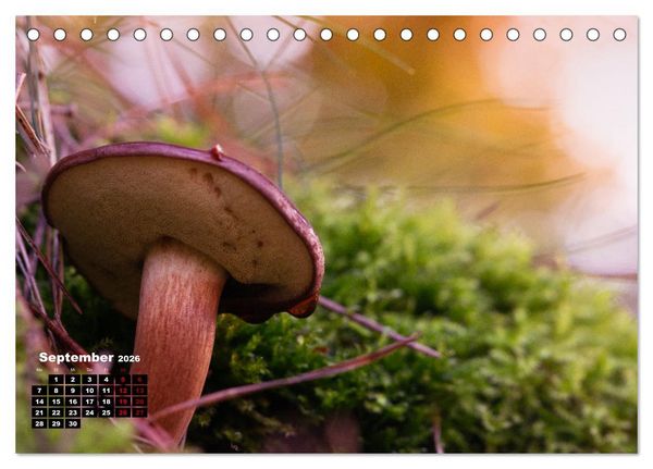 Produktbild: Pilzmagie (Tischkalender 2026 DIN A5 quer), CALVENDO Monatskalender