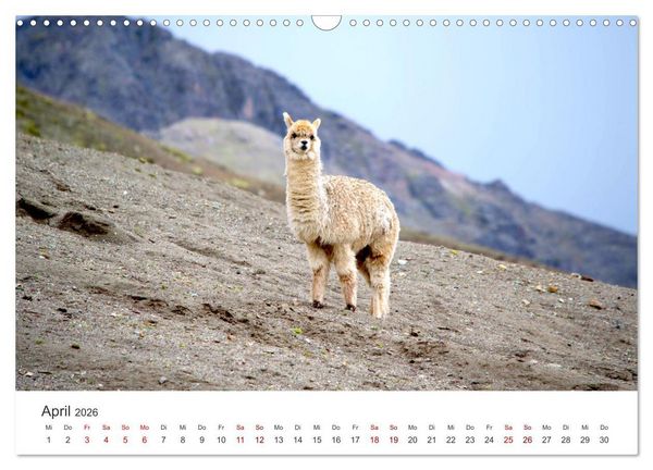 Produktbild: Lamas und Alpakas - Die weichen Neuweltkamele. (Wandkalender 2026 DIN A3 quer), CALVENDO Monatskalender