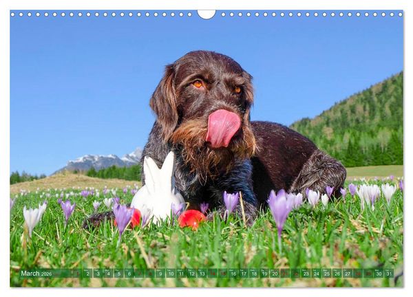 Produktbild: Pointer Power (Wall Calendar 2026 DIN A3 landscape), CALVENDO 12 Month Wall Calendar