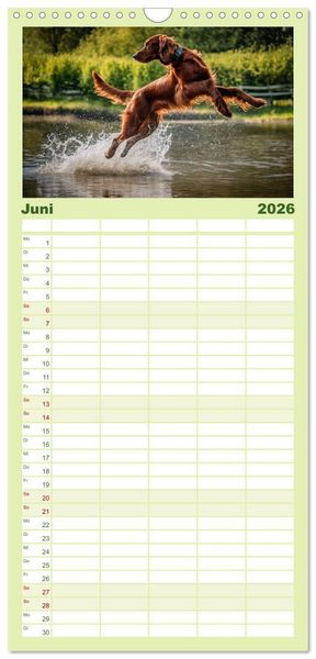 Produktbild: Familienplaner 2026 - Irish Setter - Anmut pur mit 5 Spalten (Wandkalender, 21 x 45 cm) CALVENDO