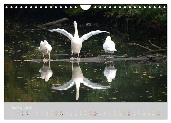 Produktbild: Schwanenfamilie, vom Ei bis zum Fliegen. (Wandkalender 2026 DIN A4 quer), CALVENDO Monatskalender