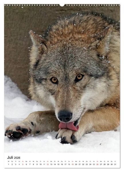 Produktbild: Wolf-Gesichter (Wandkalender 2026 DIN A2 hoch), CALVENDO Monatskalender