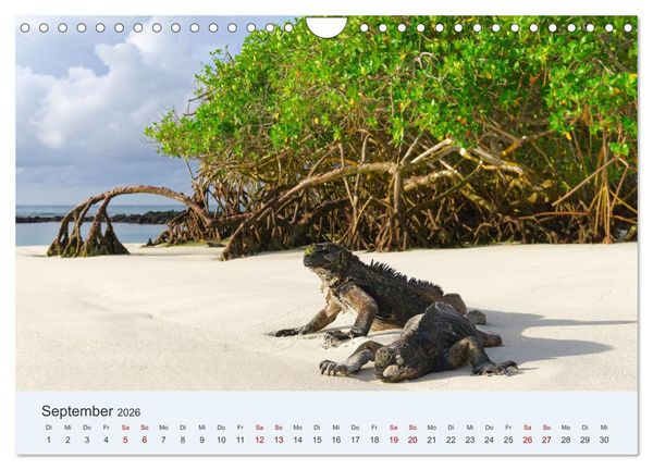 Produktbild: Entdecke Galapagos (Wandkalender 2026 DIN A4 quer), CALVENDO Monatskalender