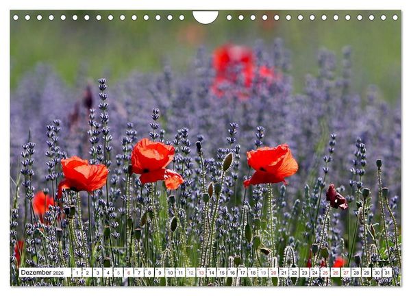 Produktbild: MohnTage (Wandkalender 2026 DIN A4 quer), CALVENDO Monatskalender