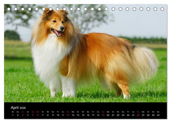 Produktbild: Sheltie 2026 (Tischkalender 2026 DIN A5 quer), CALVENDO Monatskalender
