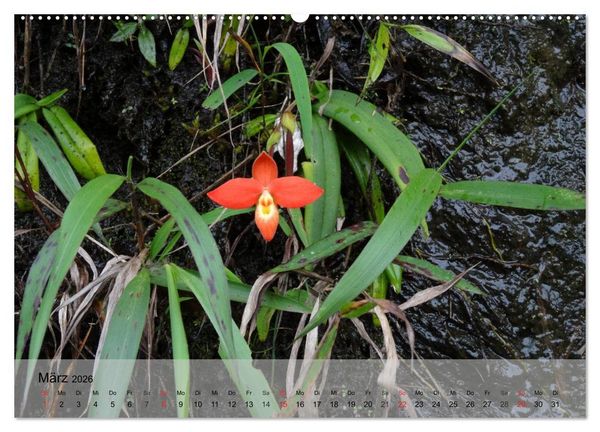 Produktbild: Orchideenland Ecuador (Wandkalender 2026 DIN A2 quer), CALVENDO Monatskalender