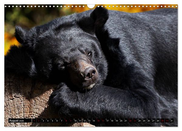 Produktbild: Wild Animals - Wilde Tiere (Wandkalender 2026 DIN A3 quer), CALVENDO Monatskalender