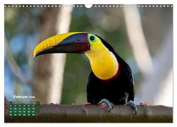 Produktbild: Tropische V&ouml;gel Costa Ricas (Wandkalender 2026 DIN A3 quer), CALVENDO Monatskalender