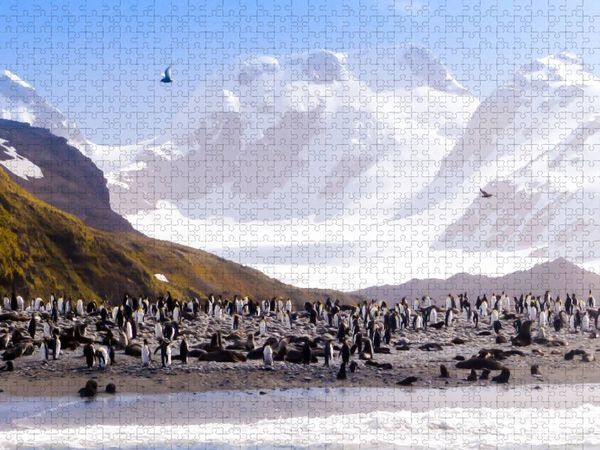 Produktbild: CALVENDO Puzzle Pinguin Kolonie im Naturparadies Antarktis | 1000 Teile Lege-Gr&ouml;&szlig;e 64x48cm Foto-Puzzle f&uuml;r gl&uuml;ckliche Stunden