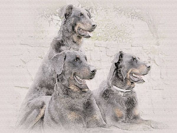 Produktbild: CALVENDO Puzzle Beauceron | 1000 Teile Lege-Gr&ouml;&szlig;e 64x48cm Foto-Puzzle f&uuml;r gl&uuml;ckliche Stunden