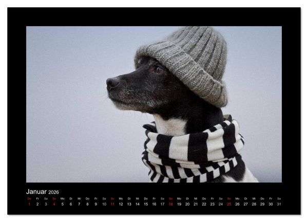 Produktbild: Jack Russell Terrier.....Ein Verwandlungsk&uuml;nstler namens Jake (hochwertiger Premium Wandkalender 2026 DIN A2 quer), Kunstdruck in Hochglanz