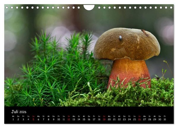 Produktbild: Pilzgalerie (Wandkalender 2026 DIN A4 quer), CALVENDO Monatskalender