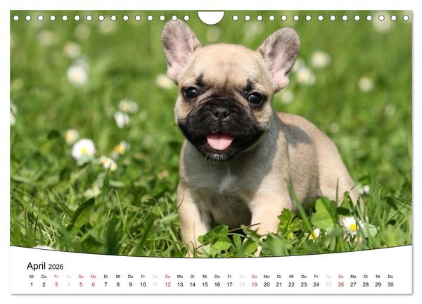 Produktbild: Welpen - Puppies (Wandkalender 2026 DIN A4 quer), CALVENDO Monatskalender