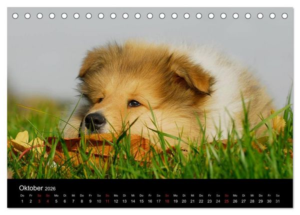 Produktbild: Faszination Collie 2026 (Tischkalender 2026 DIN A5 quer), CALVENDO Monatskalender