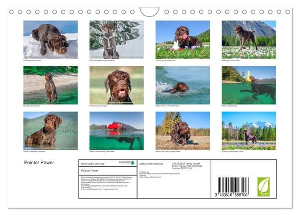 Produktbild: Pointer Power (Wall Calendar 2026 DIN A4 landscape), CALVENDO 12 Month Wall Calendar