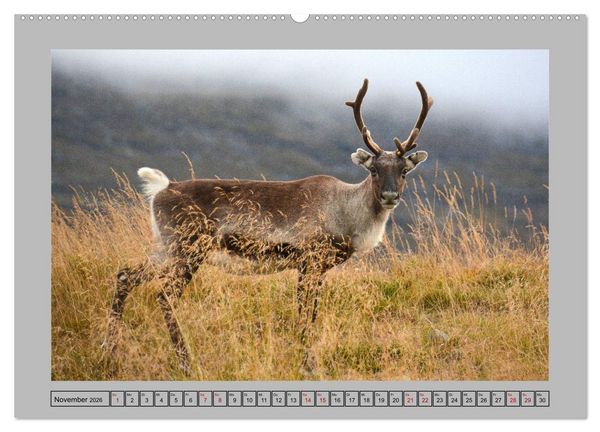 Produktbild: Rentiere im Hohen Norden (hochwertiger Premium Wandkalender 2026 DIN A2 quer), Kunstdruck in Hochglanz