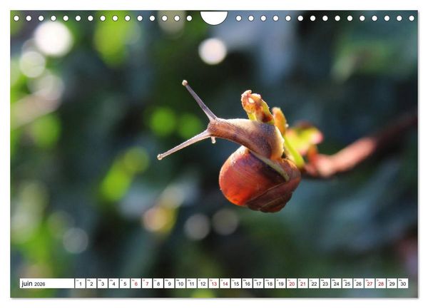 Produktbild: Admirons les escargots (Calendrier mural 2026 DIN A4 vertical), CALVENDO calendrier mensuel