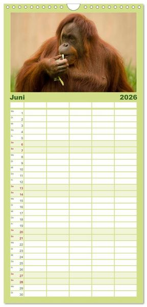 Produktbild: Familienplaner 2026 - Orang-Utans mit 5 Spalten (Wandkalender, 21 x 45 cm) CALVENDO