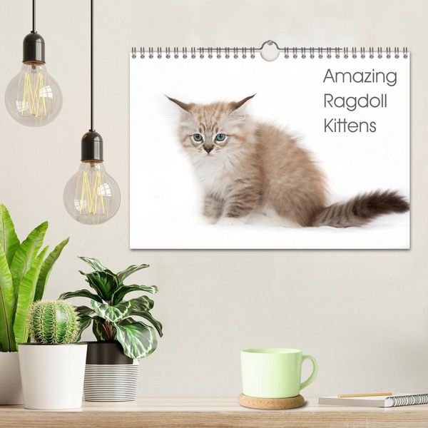 Produktbild: Amazing Ragdoll Kittens (Wall Calendar 2026 DIN A4 landscape), CALVENDO 12 Month Wall Calendar