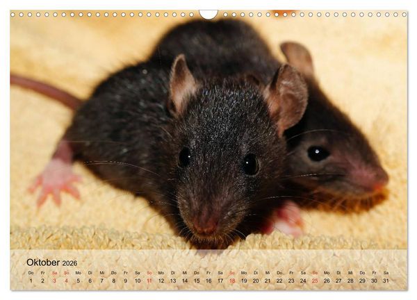 Produktbild: Ratten - Gelehrige Haustiere (Wandkalender 2026 DIN A3 quer), CALVENDO Monatskalender