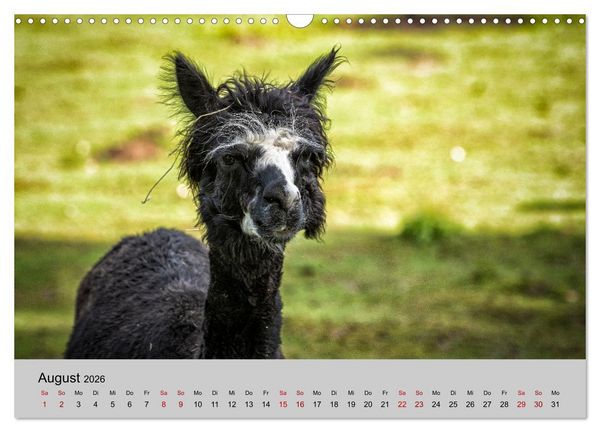 Produktbild: Unter Lamas und Alpakas (Wandkalender 2026 DIN A3 quer), CALVENDO Monatskalender