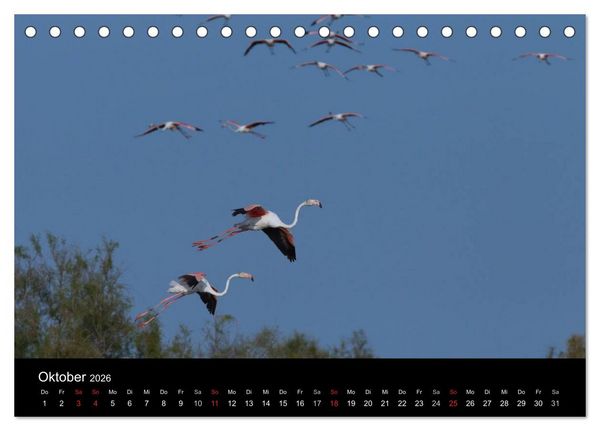 Produktbild: Flamingos der Camargue 2026 (Tischkalender 2026 DIN A5 quer), CALVENDO Monatskalender