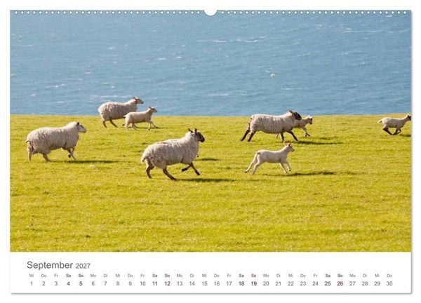 Produktbild: Schafe - Weich und wollig (Wandkalender 2027 DIN A2 quer), CALVENDO Monatskalender