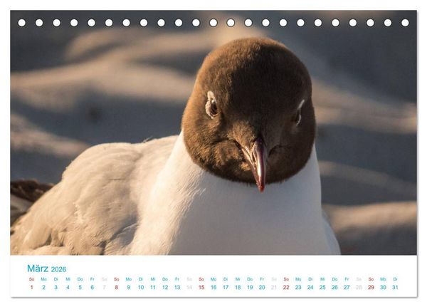 Produktbild: Der Dar&szlig; Kalender CH-Version (Tischkalender 2026 DIN A5 quer), CALVENDO Monatskalender