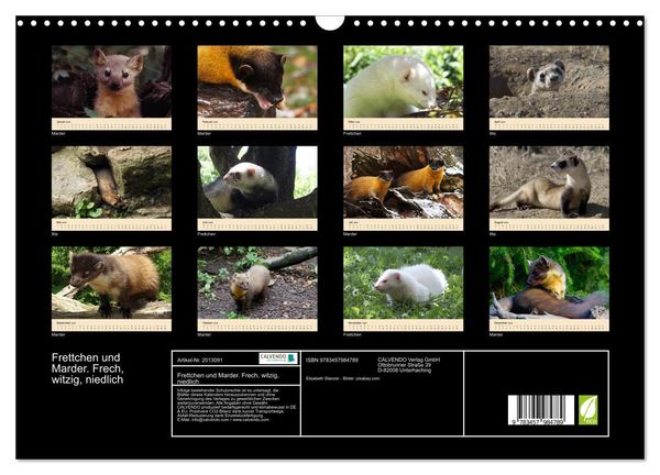 Produktbild: Frettchen und Marder. Frech, witzig, niedlich (Wandkalender 2026 DIN A3 quer), CALVENDO Monatskalender