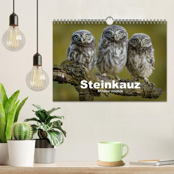 Produktbild: Steink&auml;uze (Athene noctua) (Wandkalender 2026 DIN A4 quer), CALVENDO Monatskalender