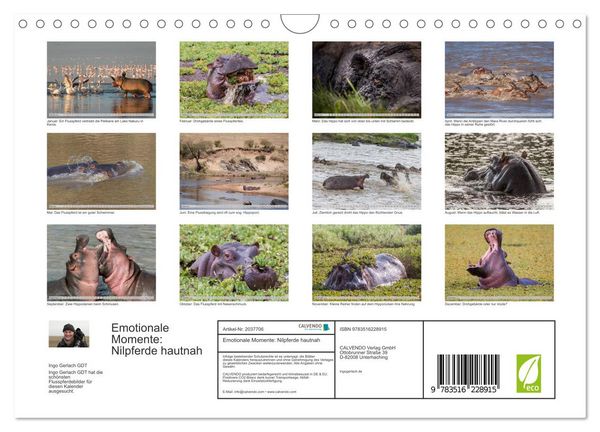 Produktbild: Emotionale Momente: Nilpferde hautnah (Wandkalender 2026 DIN A4 quer), CALVENDO Monatskalender