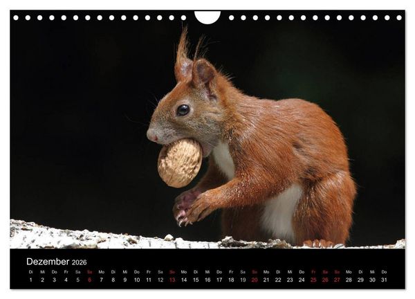 Produktbild: Artist im Garten. Das Eichh&ouml;rnchen (Wandkalender 2026 DIN A4 quer), CALVENDO Monatskalender