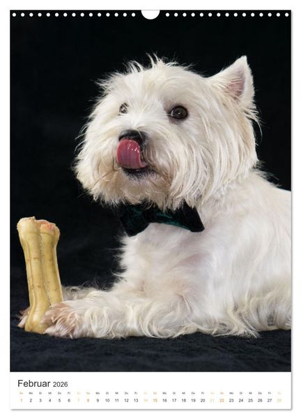 Produktbild: Der Westie - Portrait eines West Highland White Terriers (Wandkalender 2026 DIN A3 hoch), CALVENDO Monatskalender