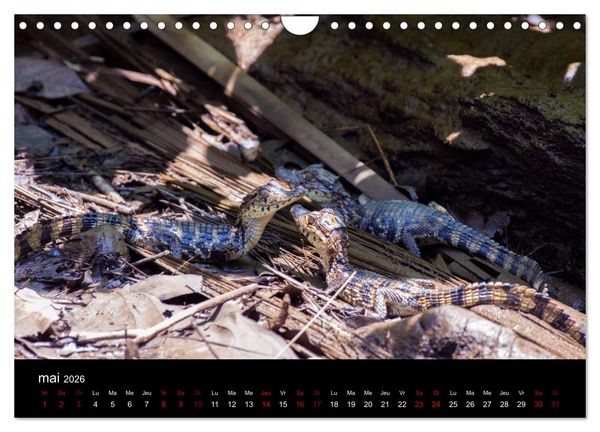 Produktbild: Costa Rica Paradis de la Biodiversit&eacute; (Calendrier mural 2026 DIN A4 vertical), CALVENDO calendrier mensuel