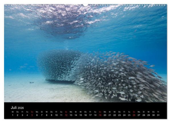 Produktbild: Tanz der Fische (hochwertiger Premium Wandkalender 2026 DIN A2 quer), Kunstdruck in Hochglanz