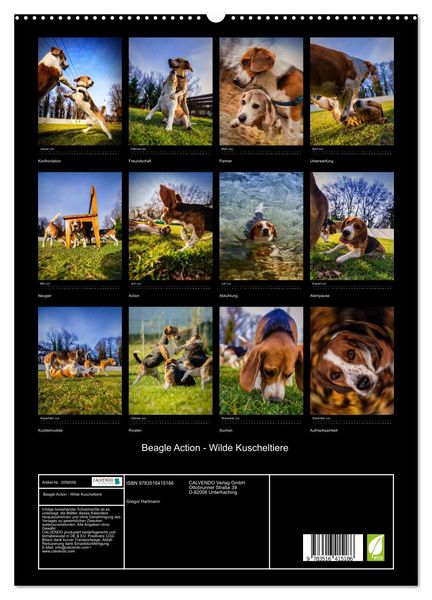 Produktbild: Beagle Action - Wilde Kuscheltiere (hochwertiger Premium Wandkalender 2026 DIN A2 hoch), Kunstdruck in Hochglanz