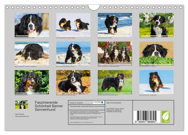 Produktbild: Faszinierende Sch&ouml;nheit Berner Sennenhund (Wandkalender 2026 DIN A4 quer), CALVENDO Monatskalender