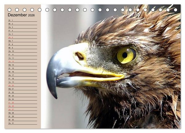Produktbild: Der Steinadler. Majest&auml;tischer Greifvogel (Tischkalender 2026 DIN A5 quer), CALVENDO Monatskalender